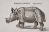 Rhinoceros, Unicornis. Engraved By P. Halpin 18Th Century. PosterPrint - Item # VARDPI1857269