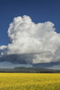 Canola field with blue sky and cloud; Thunder Bay, Ontario, Canada PosterPrint - Item # VARDPI12273013