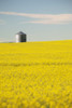 Flowering Canola With Grain Bins In The Background With Blue Sky And Clouds; Alberta, Canada PosterPrint - Item # VARDPI1998439