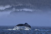 Humpback whale lifts its fluke as it dives, Stephens Passage, Admiralty Island, Inside Passage, Southeast Alaska PosterPrint - Item # VARDPI12256371