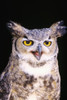 Great Horned Owl (Bubo Virginianus), Closeup Portrait. PosterPrint - Item # VARDPI1978574