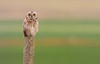 Short-Eared Owl, Saskatchewan PosterPrint - Item # VARDPI2046215