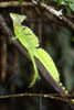 Close-up of a Plumed basilisk (Basiliscus plumifrons)  Costa Rica Poster Print by Panoramic Images (16 x 24) - Item # PPI119504