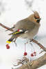 Bohemian Waxing Bird Feeding On Red Mountain Ash Berries, Anchorage, Southcentral Alaska, Winter PosterPrint - Item # VARDPI2273343
