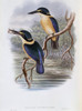 Tristram's Kingfisher John Gould Poster Print - Item # VARSAL900140773