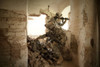 U.S. Army Rangers in Afghanistan combat scene Poster Print - Item # VARPSTTWE300059M