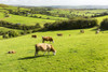 Cattle grazing on lush green hilly pastures with trees separating fields; County Kerry, Ireland PosterPrint - Item # VARDPI12258611