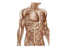 Anatomy of human abdominal muscles Poster Print - Item # VARPSTSTK700547H