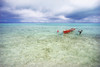 French Polynesia, Tahiti, Bora Bora, Red Outrigger Canoe In Calm Turquoise Water. PosterPrint - Item # VARDPI1975868