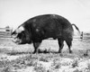 Side profile of a pig in a field Poster Print - Item # VARSAL25530701