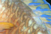 Fiji, Close-Up Detail Of Female Parrotfish, Fin And Scales (Scarus Dimidiatus) At Night PosterPrint - Item # VARDPI2003331