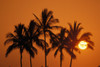 Hawaii, Sunset, Cluster Of Palm Trees, Sun Ball. PosterPrint - Item # VARDPI1991893