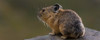 Close-up of Pika on rock, Yankee Boy Basin, Uncompahgre National Forest, Colorado, USA Poster Print - Item # VARPPI167634