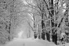 A snow covered road lined with leafless trees in winter; Brome Lake, Quebec, Canada PosterPrint - Item # VARDPI12271009