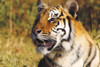 Tiger Head Shot PosterPrint - Item # VARDPI1787709
