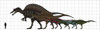 Spinosauridae size chart, featuring Spinosaurus, Oxalaia, Suchomimus, Baryonyx, Ichthyovenator and Irritator Poster Print - Item # VARPSTVVA600013P