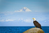 Bald Eagle perched on a rock overlooking Cook Inlet with Mt. Redoubt in the background, Ninilchik, Kenai Peninsula, Southcentral Alaska, Summer. PosterPrint - Item # VARDPI12256684