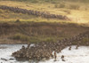 Wildebeest, Kenya, Africa PosterPrint - Item # VARDPI1865585