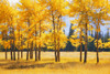 Trees In Autumn PosterPrint - Item # VARDPI1764086