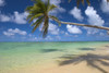Lone Palm Tree Leaning Over Beach With Shadow, Dramatic Sky, Turquoise Ocean PosterPrint - Item # VARDPI1996320