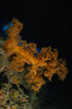 Soft coral seascape, Fiji Poster Print - Item # VARPSTTSW400054U