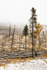 Sawback Burn, On Bow Valley Parkway. Fire Intentionally Set In 1993, In Effort To Renew Forest And Wildlife Habitat. Banff National Park, Alberta PosterPrint - Item # VARDPI2031533