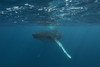 Underwater View Of A Humpback Whale In The Atlantic Ocean. PosterPrint - Item # VARDPI2112414