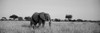 Elephant Tarangire Tanzania Africa Poster Print - Item # VARPPI172803