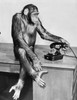 Chimpanzee holding a telephone receiver and sitting on a table Poster Print - Item # VARSAL9901543C