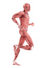 Medical illustration of male muscles running, side view Poster Print - Item # VARPSTSTK700347H