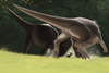Confrontation between two Pachycephalosaurus dinosaurs Poster Print