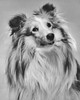 Close-up of a Shetland Sheepdog Poster Print - Item # VARSAL25535920