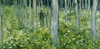 Undergrowth with Two Figures   1890  Vincent van Gogh   Oil on canvas   Cincinnati Art Museum  Ohio  Poster Print - Item # VARSAL260209