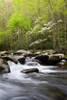 Dogwood trees in spring along Middle Prong, Little River, Tremont, Great Smoky Mountains National Park, Tennessee, USA Poster Print - Item # VARPPI169328