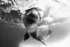 Facial view of a leopard seal during a close encounter, Astrolabe Island, Antarctica Poster Print - Item # VARPSTSJN400603U