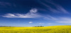 Flowering canola field with wispy clouds and blue sky; Alberta, Canada PosterPrint - Item # VARDPI12285329