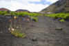 Hawaii, Maui, Haleakala, The hiking trail through the Volcanic Crater. PosterPrint - Item # VARDPI2116485