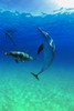 Atlantic Spotted Dolphins In The Bahamas PosterPrint - Item # VARDPI1790698 Atlantic Spotted Dolphins In The Bahamas PosterPrint - Item # VARDPI1790698