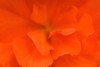 Waterloo, Quebec, Canada; Close-Up Of Red Begonia PosterPrint - Item # VARDPI1837901