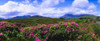Co Galway, Ireland; Landscape Near Killary Harbour PosterPrint - Item # VARDPI1803468