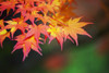Portland, Oregon, United States Of America; Leaves On A Tree In Autumn PosterPrint - Item # VARDPI1871329
