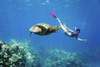 Hawaii, Maui, Green Sea Turtle (Chelonia Mydas) Honu And Free Diver. PosterPrint - Item # VARDPI1966577