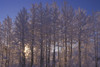 Frost Covered Trees Winter Scenic Sc Ak PosterPrint - Item # VARDPI2132270