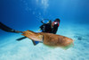 Micronesia, Diver With Camera Swims Near Common Cuttlefish; Palau PosterPrint - Item # VARDPI1976233