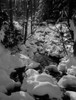 Small forest stream in winter Poster Print - Item # VARSAL255423927