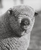 Close-up of a ram Poster Print - Item # VARSAL25530866