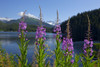 Scenic View Of Auke Lake And Fireweed With Mendenhall Glacier And Coast Range Mountains, Southeast Alaska, Summer PosterPrint - Item # VARDPI2160480