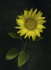 Sunflower PosterPrint