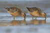 Long-Billed Dowitcher Feeding On The Mudflats Of The Copper River Delta, Southcentral Alaska, Spring PosterPrint - Item # VARDPI2093381