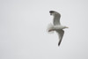 Lake Of The Woods, Ontario, Canada; Gulls Over The Lake PosterPrint - Item # VARDPI1837700